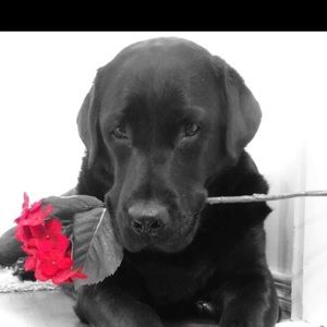 Meet your Posher, Sirena